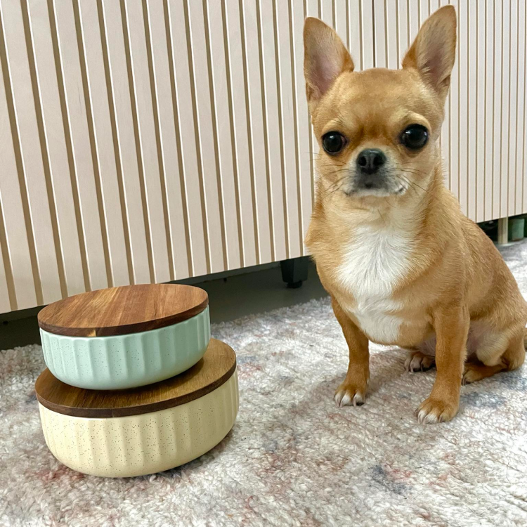 small dog bowl